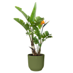 vibes fold round 40cm verde helecho